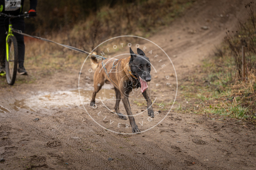 DV3A9482 | Hundefotografie, Tierfotograf, Pfotenfotografie, Fotoshooting Hund, Hunde Portrait, Hundesport, Hundeportraits, Heideshooting, Hunde, Sportfotograf, Hundefotograf, Turnierhundsport, THS,  - Realisiert mit Pictrs.com