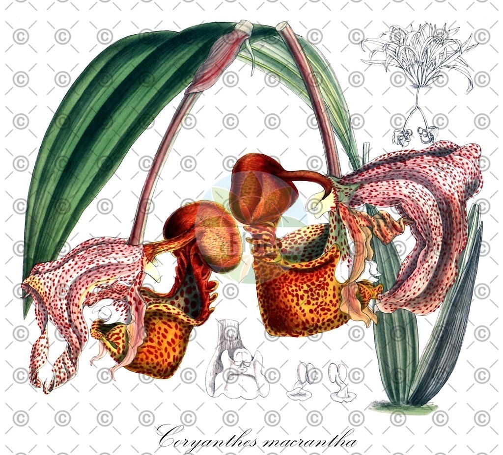 HistAbb_wfo-0000924991_2_ENZY_Simple | Historische Abbildung von Coryanthes macrantha - Orchidaceae | Historical Illustration of Coryanthes macrantha - Orchidaceae