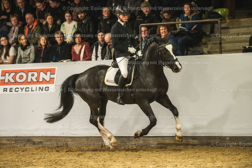 20240302_Hengstvorstellung_Marbach_TOMsPiC_0696 | equistock