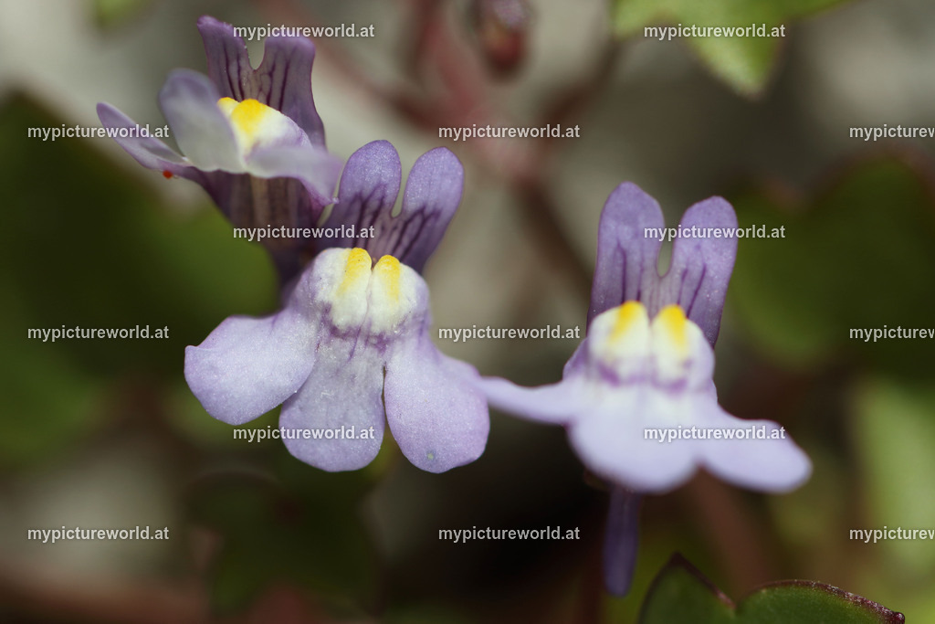 Mauer-Zimbelkraut-002 | Das Bilderarchiv über Tiere, Planzen und Landschaften. In der Bilddatenbank finden Sie ein große Auswahl an hochwertigen Bilder für Ihre Werbung - Realisiert mit Pictrs.com