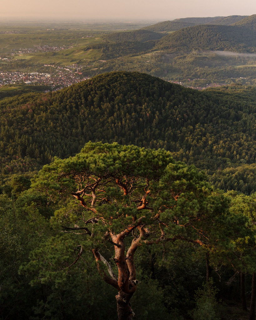 Farben und Formen des Pfälzerwalds | Wenn der Blick von den Details der Kiefern bis über die sanften Hügel des Pfälzerwalds streift, kann man den lieblichen Charakter der regionalen Weine fast schon schmecken. - Realisiert mit Pictrs.com