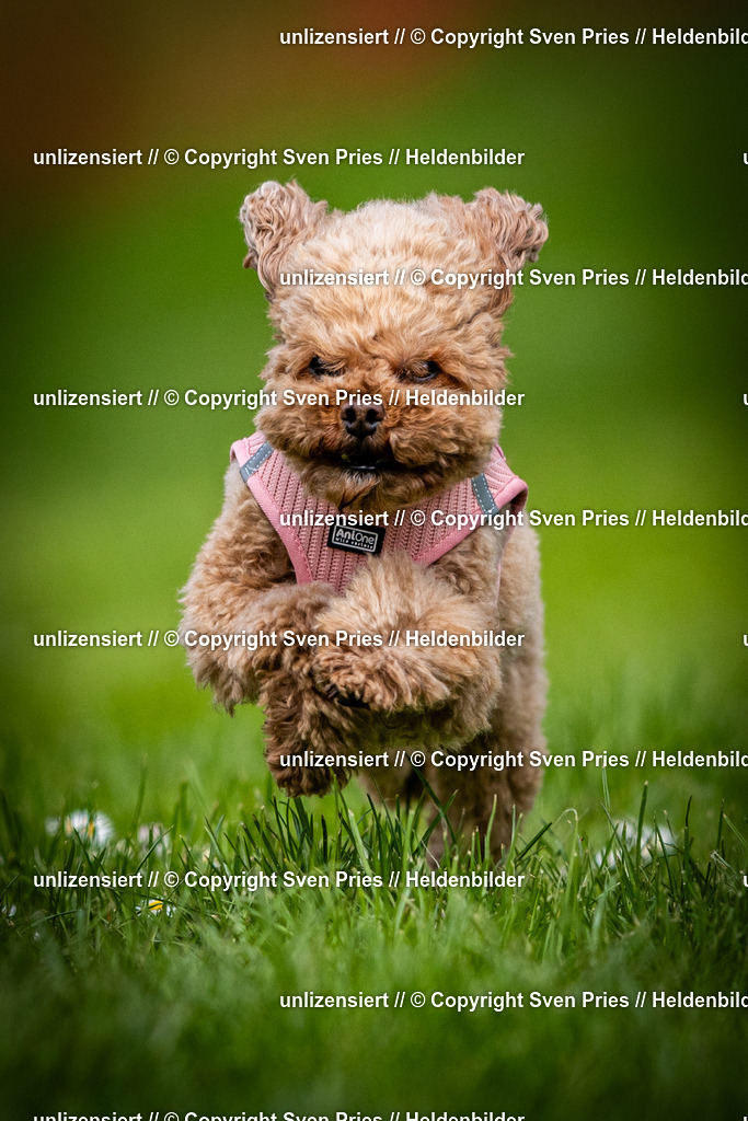 Sven Pries | 2025-04-13 - Hunderennen Baden-Baden - Realisiert mit Pictrs.com