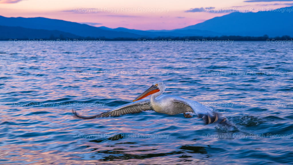 Pelikane_2024_3. Tag_abends_groß-43 | PeggyRaschPhotography - Realisiert mit Pictrs.com