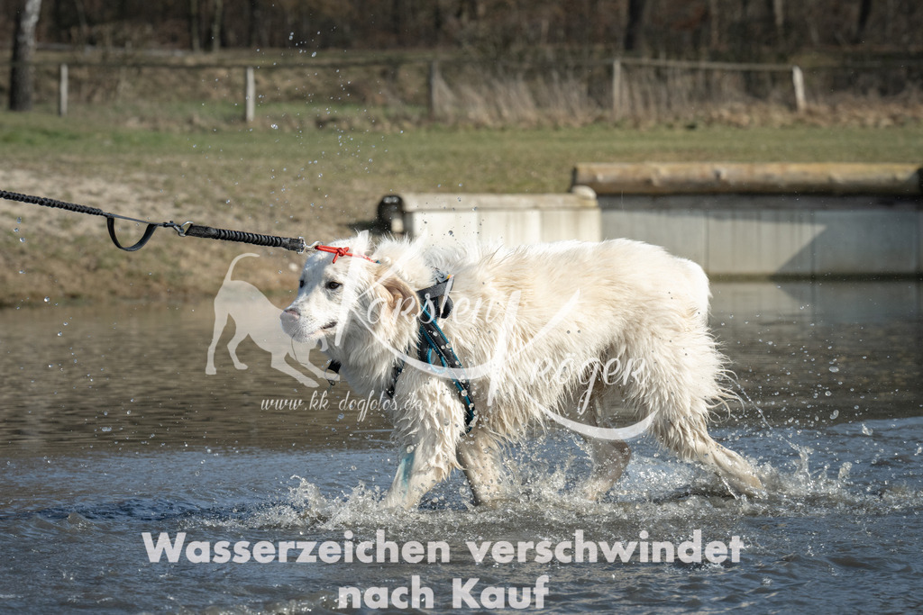 1335_ZZ97352 | kk-dogfotos
