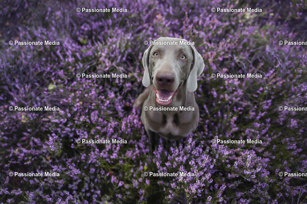 _DSC3000 | Passionate Media, dein Fotograf aus Brandenburg, Märkisch Oderland, im Bereich Motorsport, Autos und Motorräder sowie Events und auch Hunde. Shootings oder auch Eventbegleitungen können bei mir gebucht we