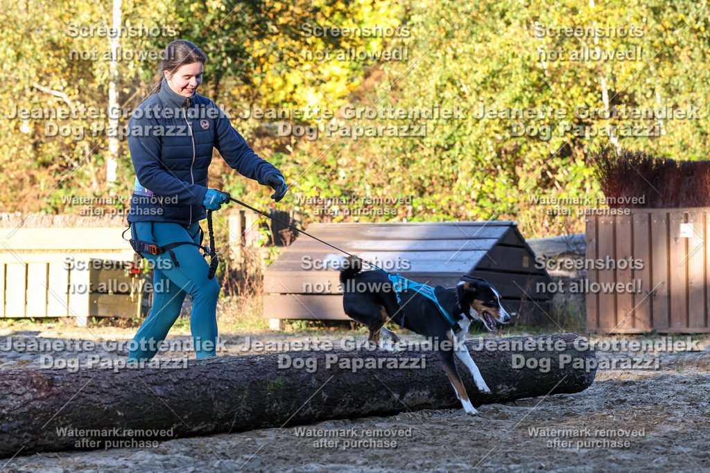 Dog Paparazzi - Strongdog 10-25-705 | Dog Paparazzi Jeanette Grottendiek Fotografie & Videografie - Realisiert mit Pictrs.com