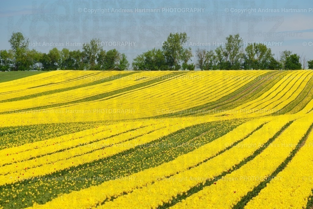 Tulpenfelder Schwaneberg | Tulpenfelder Schwaneberg - Realisiert mit Pictrs.com
