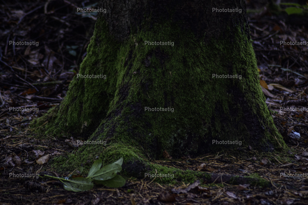 IMG_3857 | phototaetig