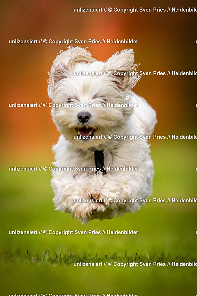 Sven Pries | 2024-09-22 - Hunderennen Baden-BadenPudelverein - Realisiert mit Pictrs.com