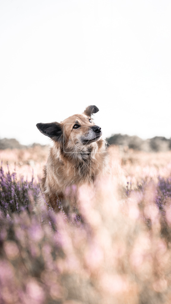 _7M34885 Kopie | <licht-blick-fotografie><shooting><portraitshooting><tiershooting><landschaftsbilder><shootingbuchen><buchen><fotografbremen> <fotograf niedersachsen><fotografin Bremen und niedersachsen><carshooting><automobilfotografie><auto> - Realisiert mit Pictrs.com