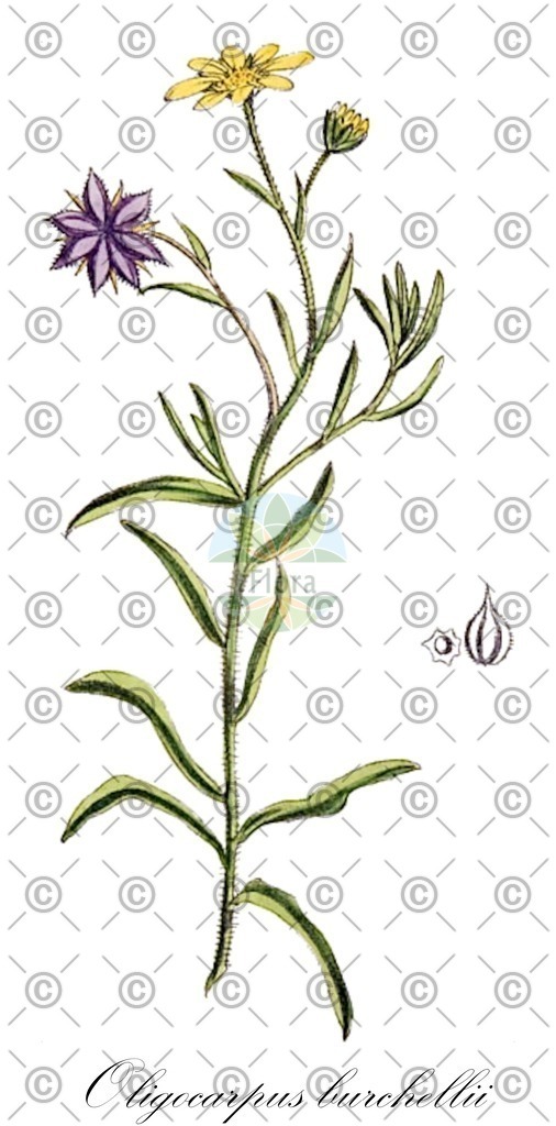 HistAbb_wfo-0000388297_1_ENZY_Simple | Historische Abbildung von Oligocarpus burchellii - Asteraceae | Historical Illustration of Oligocarpus burchellii - Asteraceae