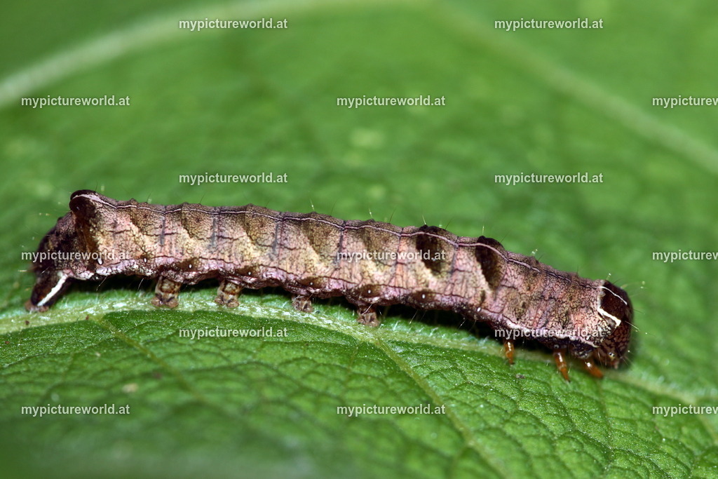 Melanchra persicariae-004 | Das Bilderarchiv über Tiere, Planzen und Landschaften. In der Bilddatenbank finden Sie ein große Auswahl an hochwertigen Bilder für Ihre Werbung - Realisiert mit Pictrs.com