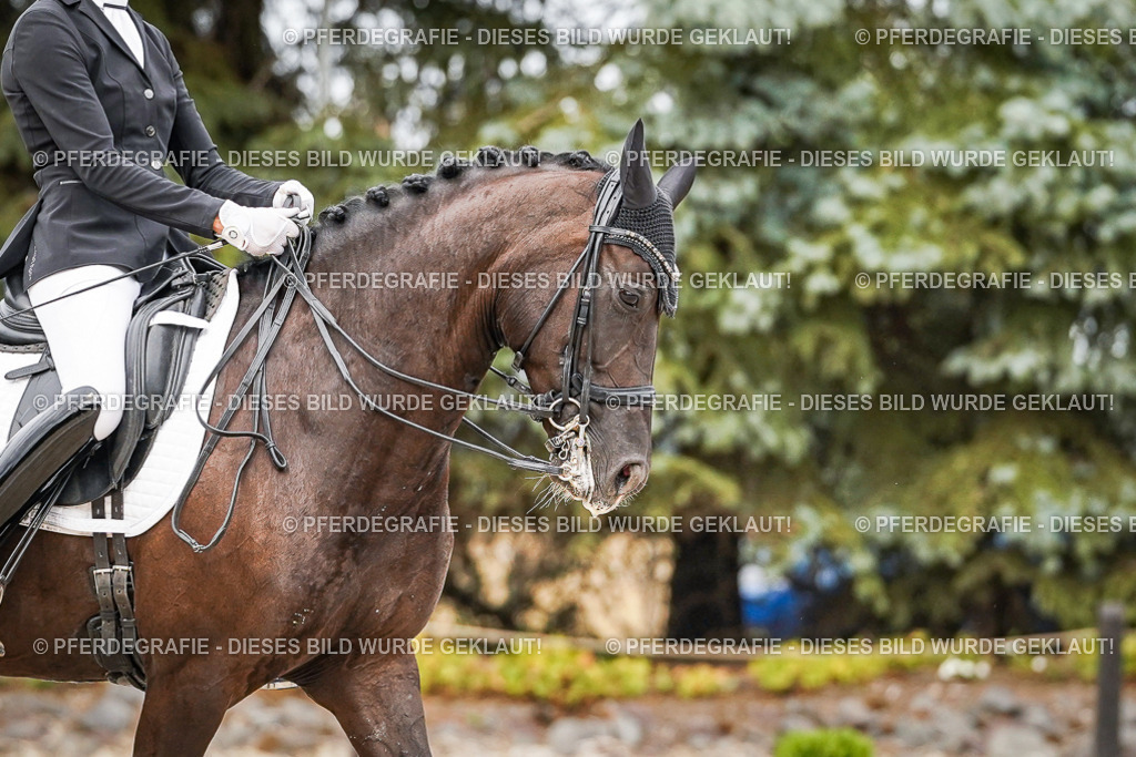 DSC07568 | Pferdegrafie