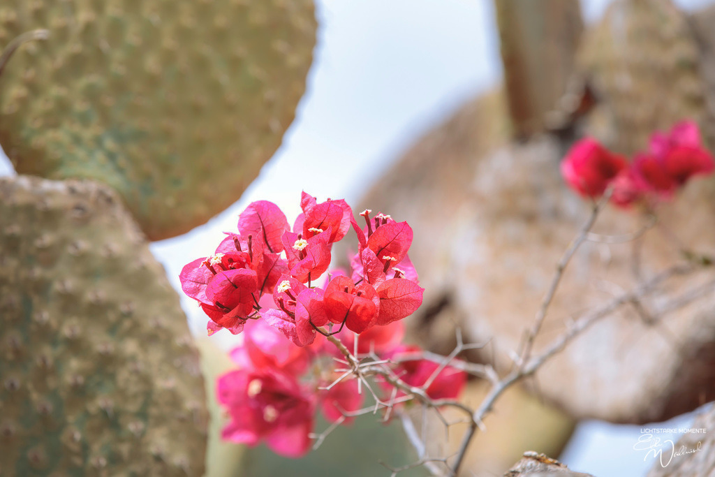 Botanicactus, Ses Salines | Herzlich willkommen auf meiner Seite! Ich bin Elke Wallnisch, Deine Fotografin für lichtstarke Momente. Der Name steht für alles, was mich mit der Fotografie verbindet: Das Licht und seine machtvolle Wirkung auf eine Situation oder unsere Stimmung - Realisiert mit Pictrs.com