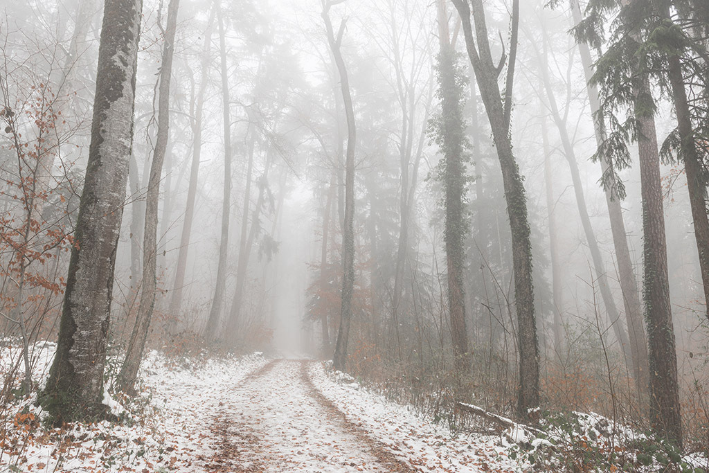 Nebliger Wald | im Winter. - Realisiert mit Pictrs.com