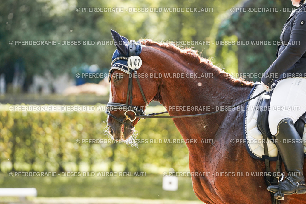 DSC07984 | Pferdegrafie