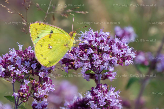 201817 | Tierfotografie, Tierkalender, Tierbilder, Insekten, Spinnen, Vögel, Schmetterling, Libellen, Leinwand, Colorkey, Qualität, Geschenkartikel, Geschenk - Realisiert mit Pictrs.com