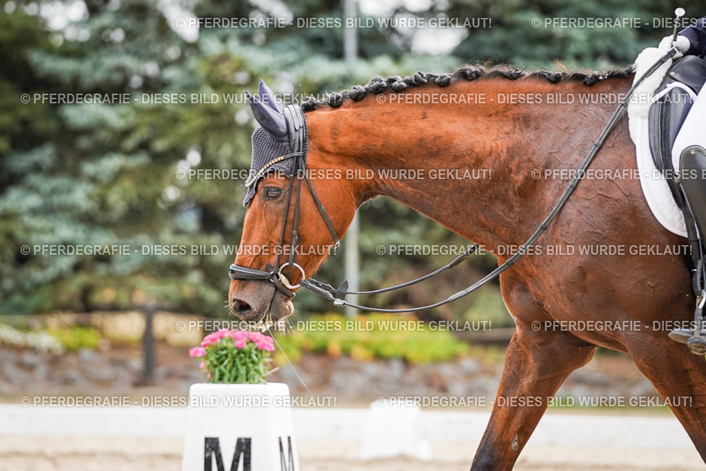 DSC01976 | Pferdegrafie