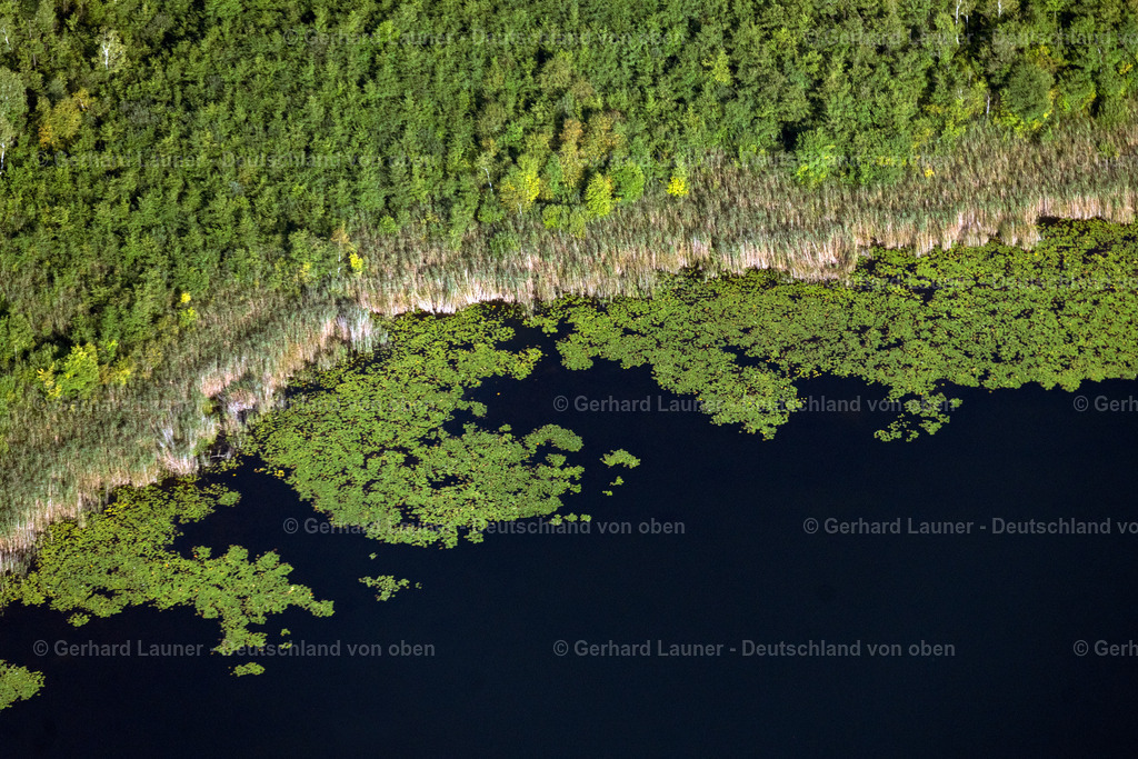 4062314 | ROGGENTIN 08.09.2021 Uferbereichs- Landschaft am Gebiet der Seenkette Großer Kotzower See in Roggentin im Bundesland Mecklenburg-Vorpommern, Deutschland. // Waterfront landscape on the lake Grosser Kotzower See in Roggentin in the state Mecklenburg - Western Pomerania, Germany. Foto: Gerhard Launer