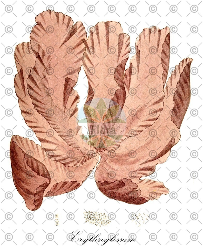 HistAbb_EMP_15603_1_SIMPLE | Historische Abbildung von Erythroglossum - Delesseriaceae (0) | Historical Illustration of Erythroglossum - Delesseriaceae (0)