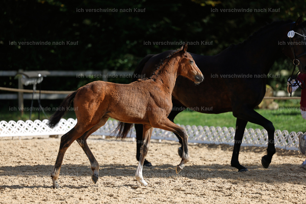_AM19201 | working equitationturnier fotograf videograf stoibphotography marixx film working equitation deutschland reitsport turnierfotografie eventfotografie equestrian events