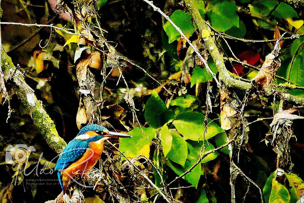 Alcedo atthis_Eisvogel_Fürth_Pegnitz1 | Entdecken Sie Fotografie aus Leidenschaft: Auftragsfotografie, HD-Fotos, Geschenkartikel aus Ihren Bildern und vieles mehr. Beauftragen Sie uns für besondere Momente!