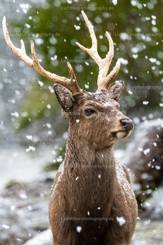 Rotwild / Hirsch | Der Rothirsch (Cervus elaphus) ist eine Art der Echten Hirsche. In der Jägersprache spricht man bei der Bezeichnung von mehreren Tieren vom Rotwild. Wie bei den meisten anderen Vertretern der Hirsche bildet nur das männliche Tier jährlich ein Geweih aus. Im mitteleuropäischen Raum ist der Rothirsch eines der größten freilebenden Wildtiere und kommt hier fast nur noch in Waldbiotopen vor. Ursprünglich war er Bewohner offener und halboffener Landschaften. - Realisiert mit Pictrs.com