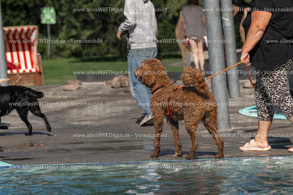 Hundeschwimmen_Volksbad_2026-allesWIRTHgut_Tierfotografie-2609061103-FAY06114 | Professionelle Tierfotografie in Mönchengladbach von Daniel Wirth (allesWIRTHgut). Liebevolle & natürliche Bilder von Hunden & Katzen für unvergessliche Erinnerungen.