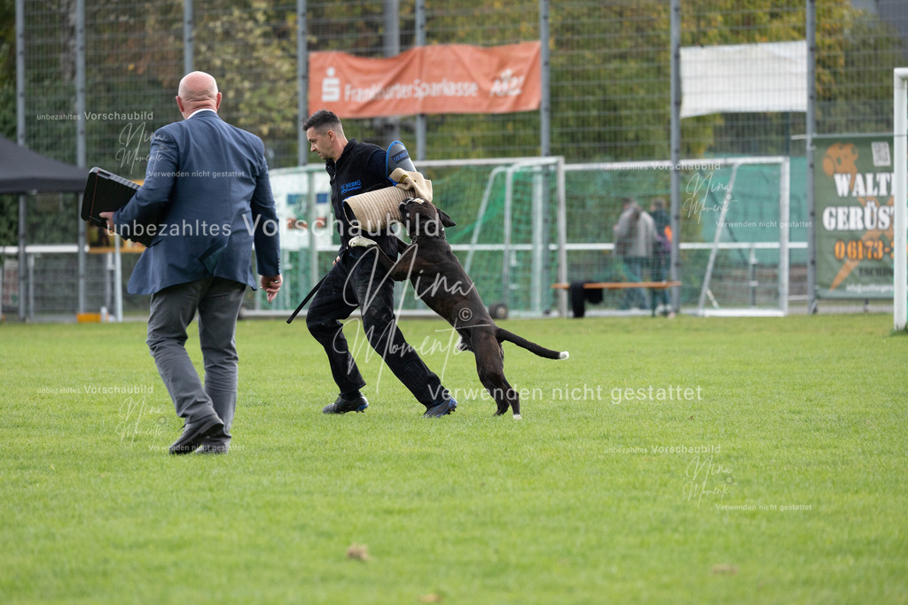 _16A7116 | Einzigartige Fotos von Hunden & Menschen –Actionfotos, Portraits, Vereinsaufnahmen & Paarshootings – authentisch, lebendig & mit Herz.