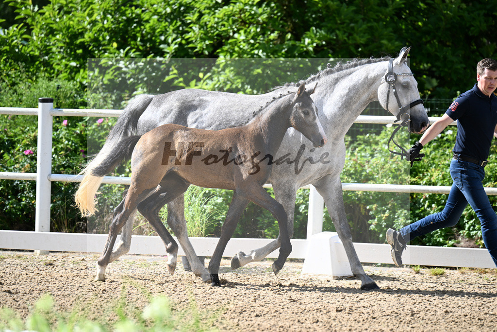 Kat-Nr. 304 Kanthago de Revel Z x Hickstead White_SF_Suess-Bicker_20250104 | hf-fotografie - Realizzato con Pictrs.com