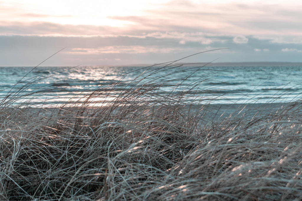 Wandbild: Morgenrot am Meer in dezenten Farben | Dieses Wandbild im Querformat zeigt eine wunderschöne Morgenstimmung am Meer. Im Vordergrund ist Strandhafer zu sehen, der von der aufgehenden Sonne angestrahlt wird. Dadurch ergeben sich auf den Strandhaferhalmen schöne Lichtreflexionen. Das Meer ist pastellartig blau und der Himmel zeigt sich in einem schönen rosa und grau. Holen Sie sich dieses traumhafte Strandmotiv in dezenten Farben auf Leinwand, auf Aluminium-Platte oder Acrylglas. Ideal fürs Wohnzimmer, Schlafzimmer, Küche, den Arbeitsplatz oder die Ferienwohnung. Die Wandbilder werden individuell für Sie in vielen Abmessungen produziert. Daher passen die Ostseekult Wandbilder immer perfekt an Ihre Wände. - Realisiert mit Pictrs.com