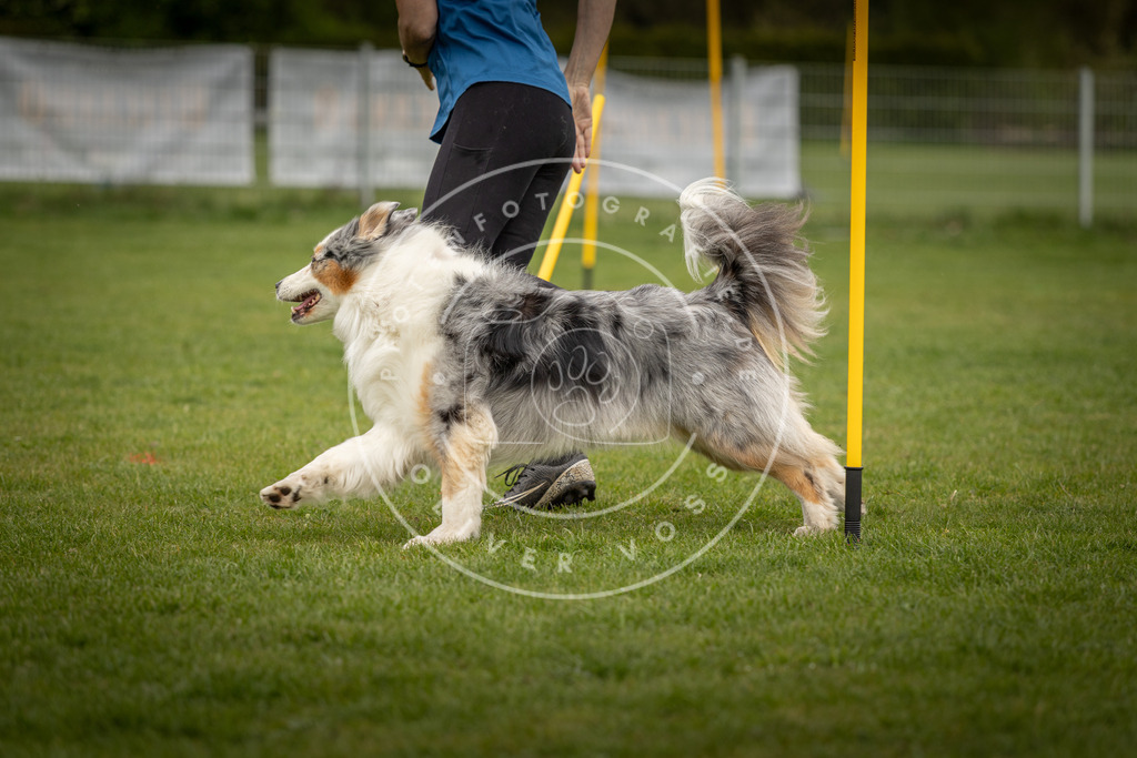 Pfotenfotografie_DV3A7901 | Hundefotografie, Tierfotograf, Pfotenfotografie, Fotoshooting Hund, Hunde Portrait, Hundesport, Hundeportraits, Heideshooting, Hunde, Sportfotograf, Hundefotograf, Turnierhundsport, THS,  - Realisiert mit Pictrs.com