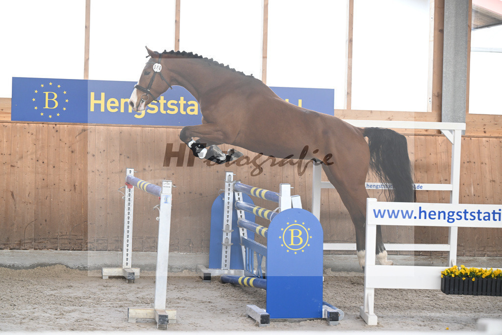 Kat-Nr. 14 Agathus de la Ceur v. Asterix de Couleur_Hoffmeister_14260788 | hf-fotografie - Realisiert mit Pictrs.com