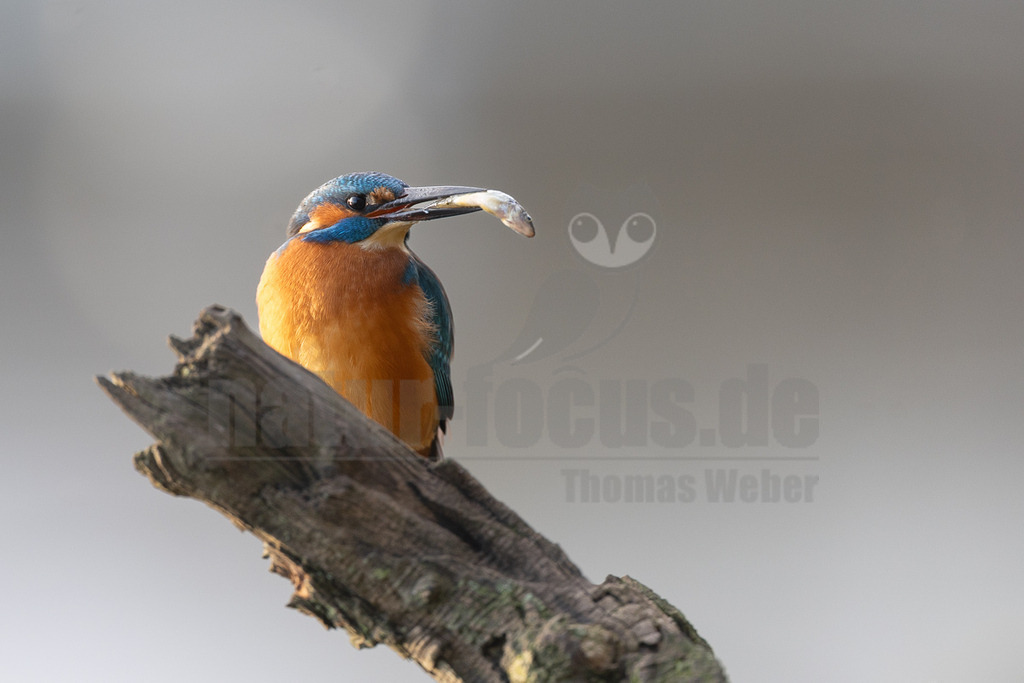 R5M25924_20251124 | Ein farbenprächtiger Eisvogel (Alcedo atthis) sitzt auf einem trockenen Ast und hält einen frisch gefangenen Fisch in seinem Schnabel. Sein leuchtend blaues Gefieder am Rücken und das rostbraune Gefieder an der Brust sind deutlich zu erkennen. Der Hintergrund ist unscharf und hellgrau, was den Vogel hervorhebt. Der Eisvogel hat den Fisch erfolgreich gefangen und präsentiert seine Beute. - Realisiert mit Pictrs.com