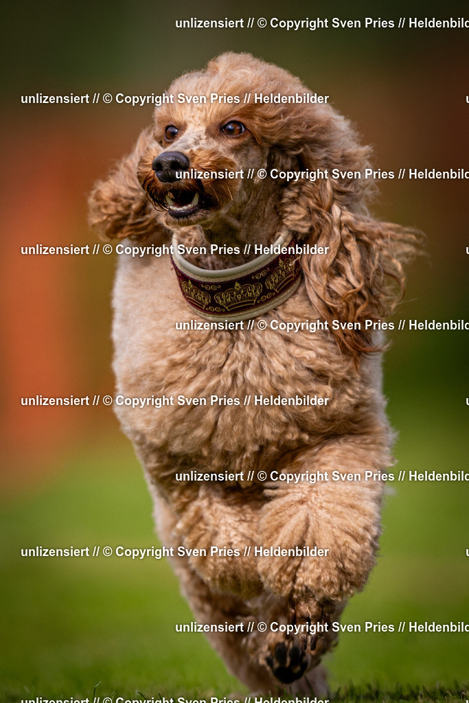 Sven Pries | 2024-09-22 - Hunderennen Baden-BadenPudelverein - Realisiert mit Pictrs.com