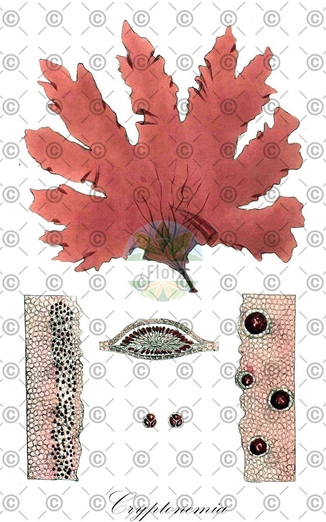 HistAbb_3WP6_4_ENZY_Simple | Historische Abbildung von Cryptonemia - Halymeniaceae (0) | Historical Illustration of Cryptonemia - Halymeniaceae (0)