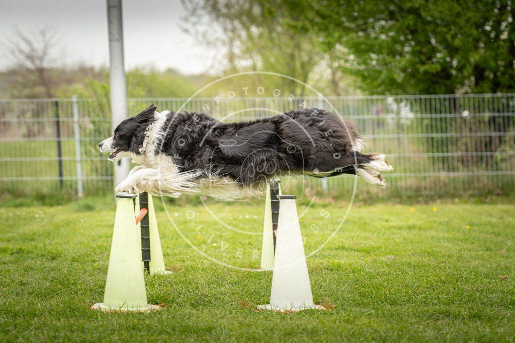 Pfotenfotografie_DV3A3281 | Hundefotografie, Tierfotograf, Pfotenfotografie, Fotoshooting Hund, Hunde Portrait, Hundesport, Hundeportraits, Heideshooting, Hunde, Sportfotograf, Hundefotograf, Turnierhundsport, THS,  - Realisiert mit Pictrs.com