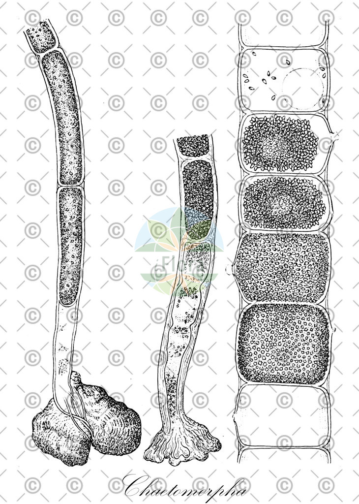 HistAbb_3LNQ_1_ENZY_Simple | Historische Abbildung von Chaetomorpha - Cladophoraceae (0) | Historical Illustration of Chaetomorpha - Cladophoraceae (0)