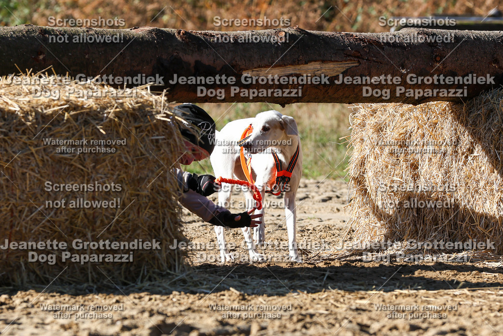 Dog Paparazzi - Strongdog 10-25-2751 | Dog Paparazzi Jeanette Grottendiek Fotografie & Videografie - Realisiert mit Pictrs.com