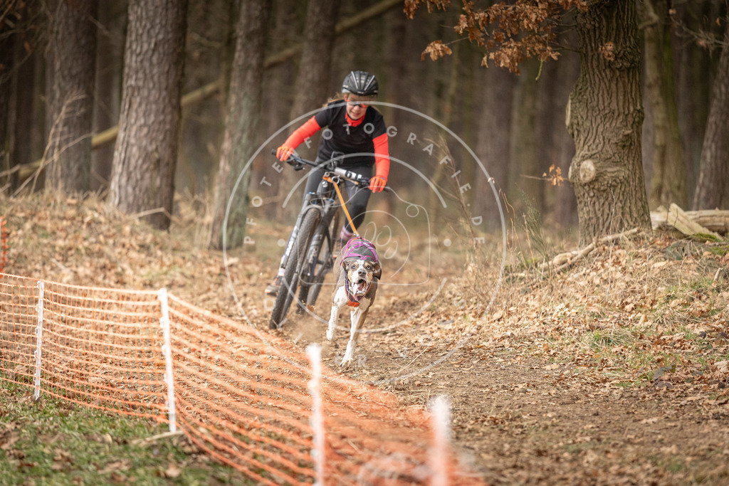 Pfotenfotografie_DV3A3105 | Hundefotografie, Tierfotograf, Pfotenfotografie, Fotoshooting Hund, Hunde Portrait, Hundesport, Hundeportraits, Heideshooting, Hunde, Sportfotograf, Hundefotograf, Turnierhundsport, THS,  - Realisiert mit Pictrs.com