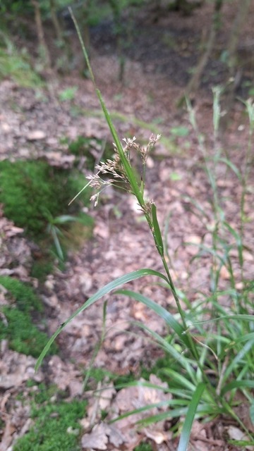 Waldsimse | Verkauf von Fotos und  Videoclips zumThema Natur.Motive sind Pflanzen, Tiere, Landschaftenund Wetter - Realisiert mit Pictrs.com