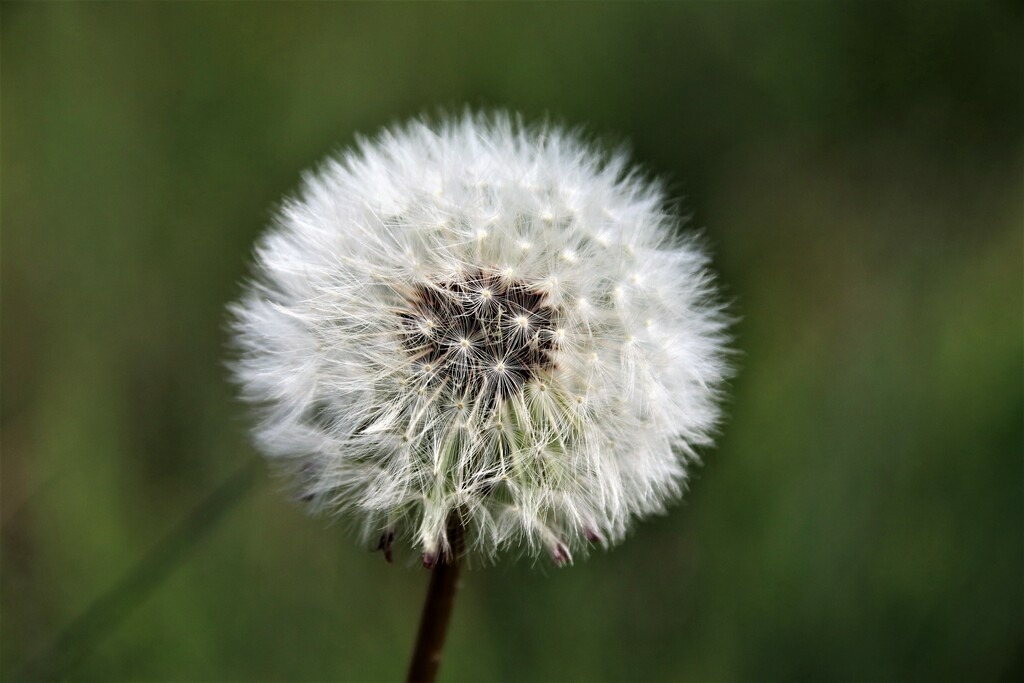 dandelion | Künstler/in Member of AKM/austromechana. Troubadour. 2026 a fascinating journey began with Tatjana my AI muse✨ METISSIREN set sails and left the harbor ⛵