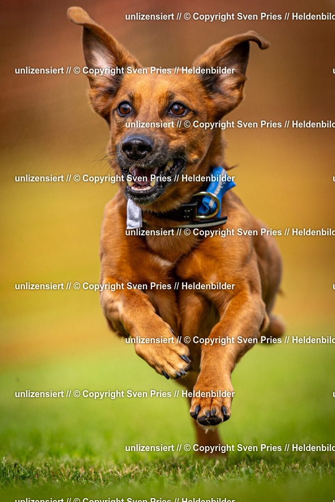 Sven Pries | 2024-09-22 - Hunderennen Baden-BadenPudelverein - Realisiert mit Pictrs.com