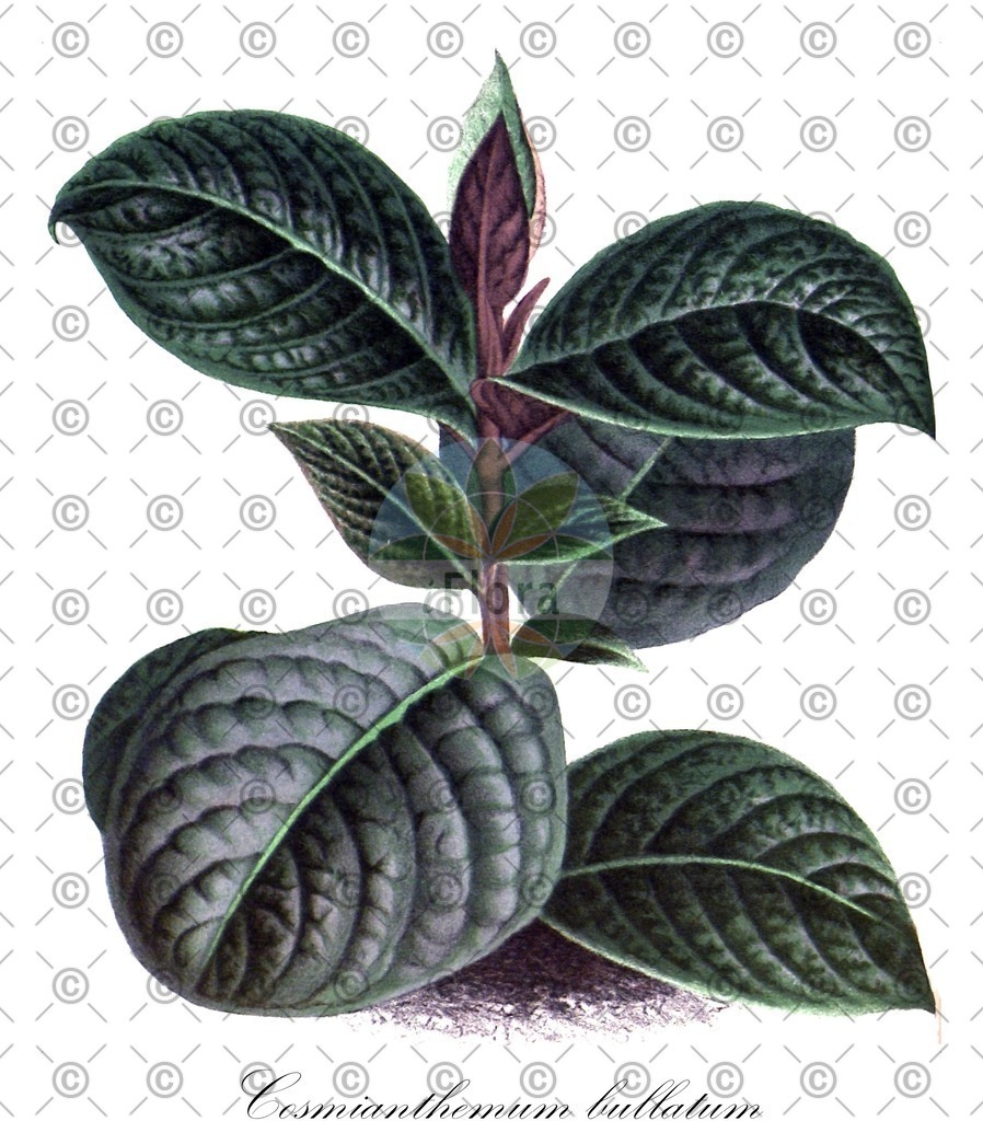 HistAbb_62NQP_1_ENZY_Simple | Historische Abbildung von Cosmianthemum bullatum - Acanthaceae | Historical Illustration of Cosmianthemum bullatum - Acanthaceae