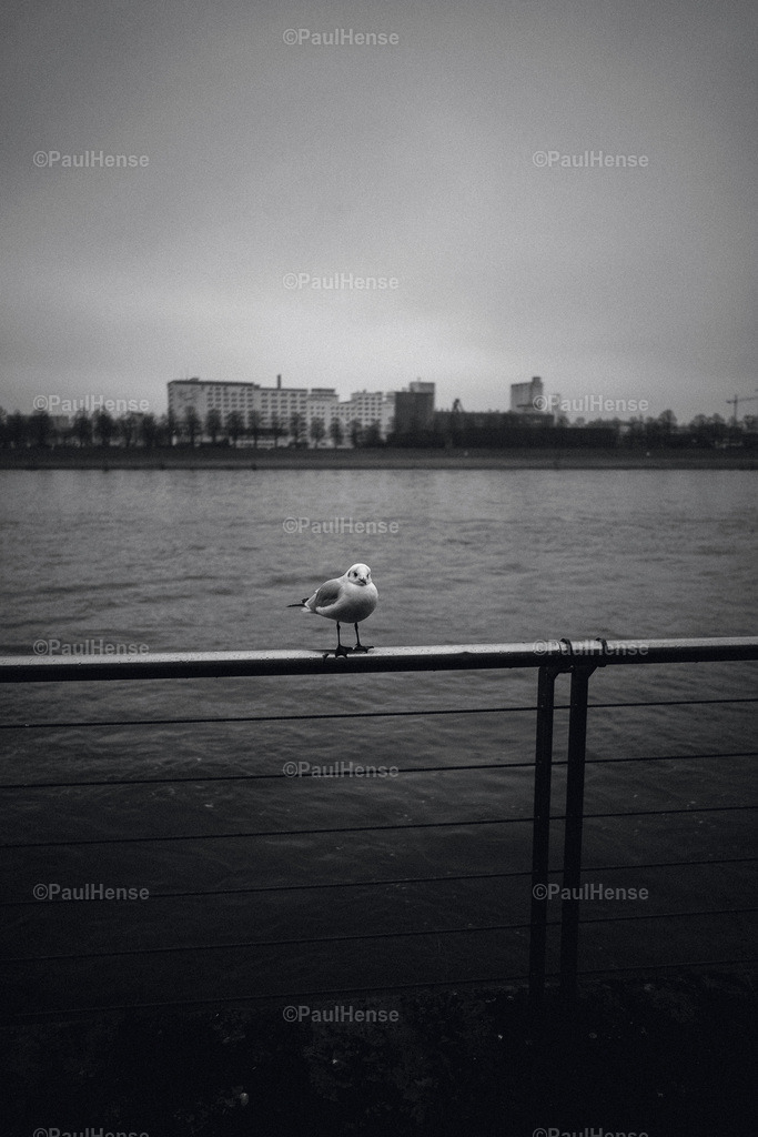 20230126_PaulHense_S0004_DSC03593 | paulhense - Realisiert mit Pictrs.com