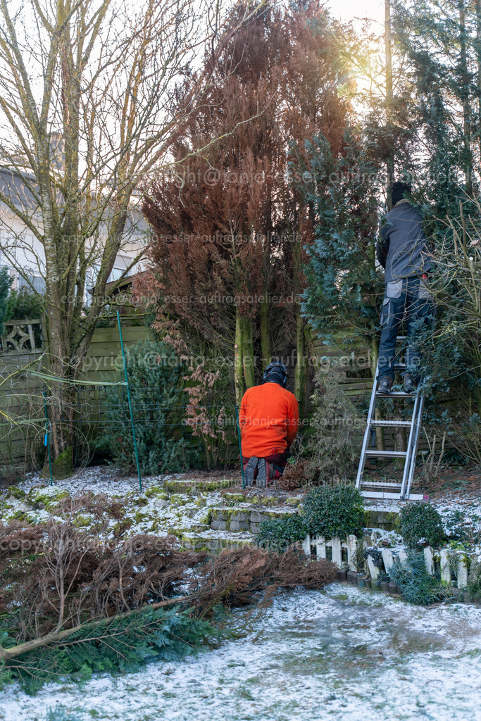 Der Garten wird im Winter durch Landschaftsgärtner  von Problembäumen entfernt | 2 Landschaftsgärtner lichten Problem Bäume im Garten. Eine trockene Thuja Konifere wird gefällt, eine weitere Konifere wird gekürzt. Es ist Winter.