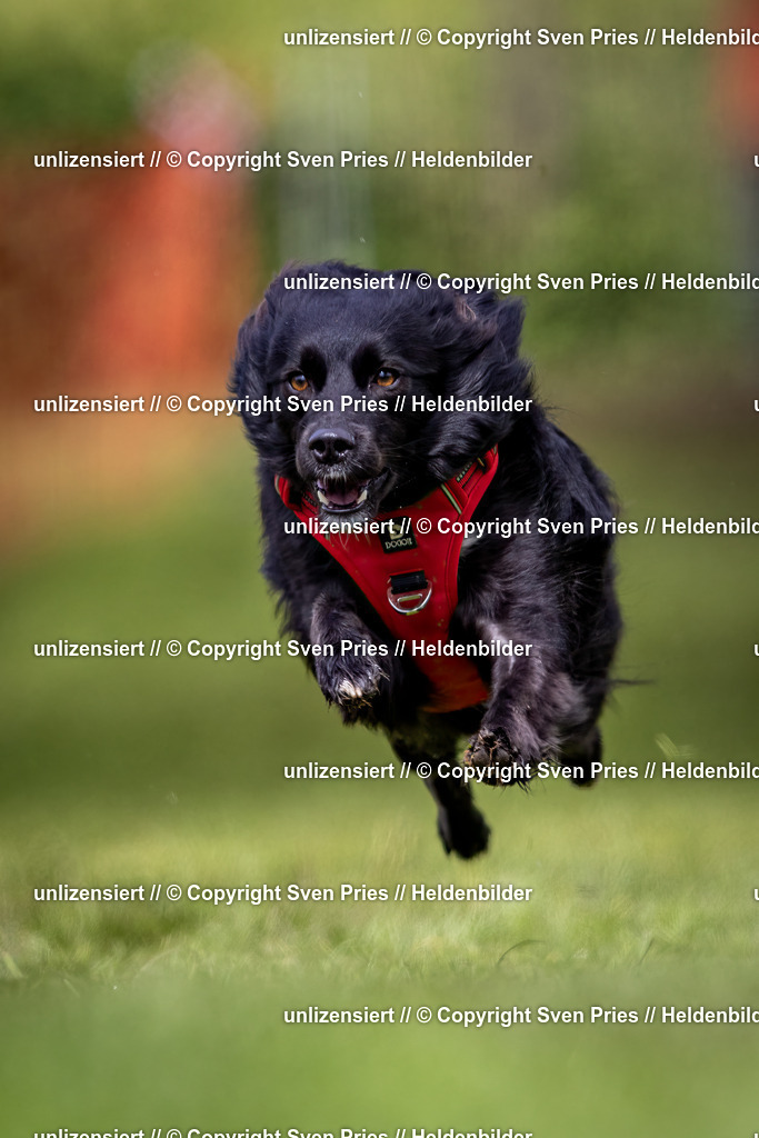 Sven Pries | 2024-04-21 - Hunderennen Baden-Oos
Foto: Sven Pries - Realisiert mit Pictrs.com