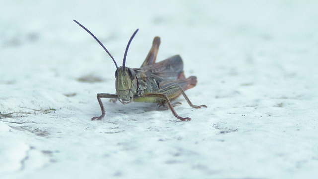 Kurzschreck | Verkauf von Fotos und  Videoclips zumThema Natur.Motive sind Pflanzen, Tiere, Landschaftenund Wetter - Realisiert mit Pictrs.com