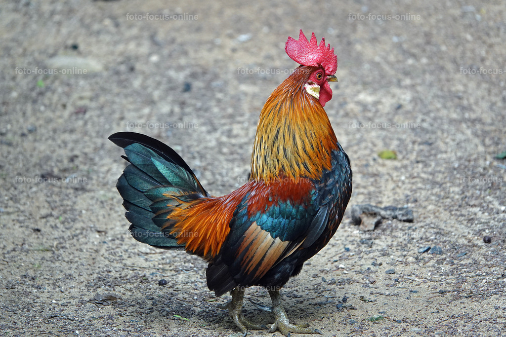 41 | foto-focus-online