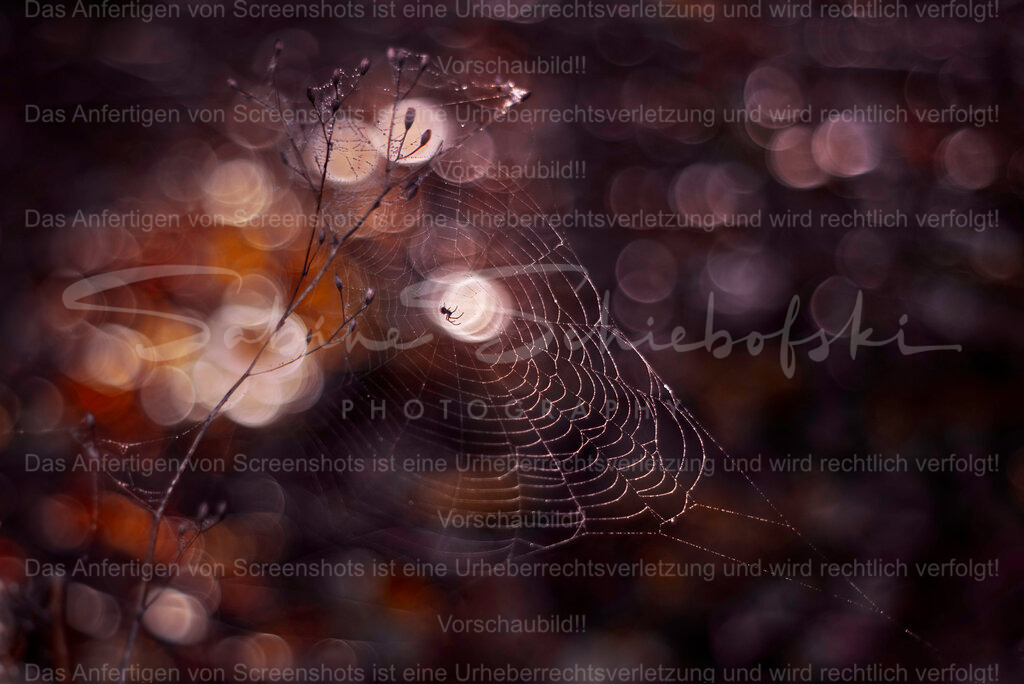 Spinne in der Bubblewelt | People- und Tierfotografie, Imageaufnahmen, Veranstaltungsfotografie und Wandbilder aus der Natur ★ Made in Germany ✔️ Druck + Downloads ✔️ Naturfotografie in Top Qualität ★ schneller Versand, weltweite Lieferung! - Realisiert mit Pictrs.com